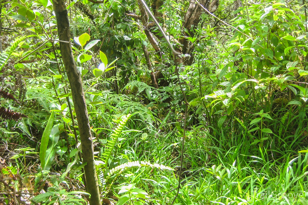 Hike in the Moloka’i Jungle