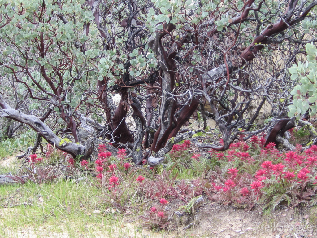 Hiking and Backpacking in the Ventana Wilderness