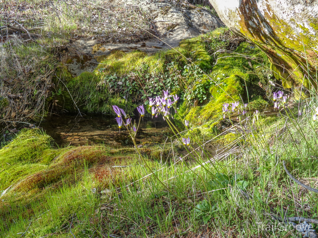 Spring in the Ventana Wilderness