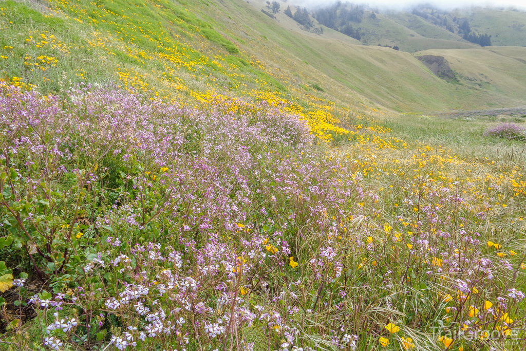 Backpacking the Lost Coast Trail