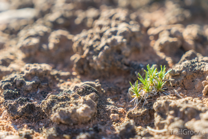 What is Cryptobiotic Soil