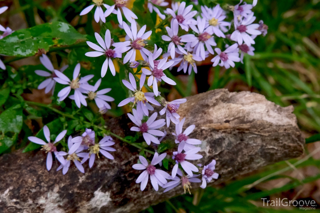 Blooming Flowers along the Trail in Shenandoah National Park