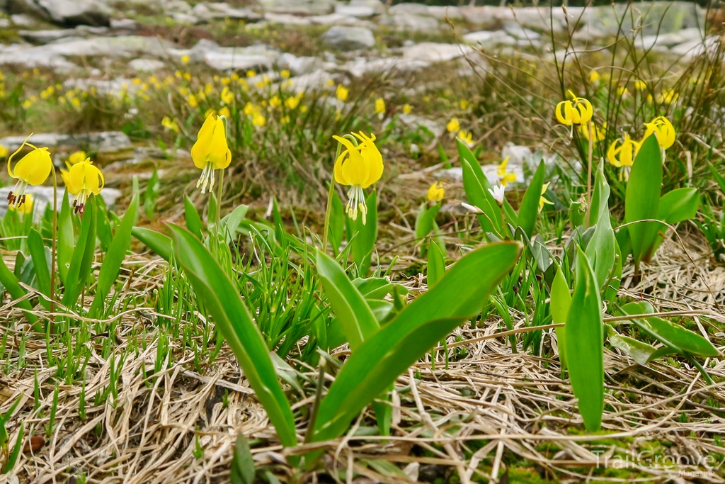 Glacier Lilies - Spring Hiking in the Bitterroots