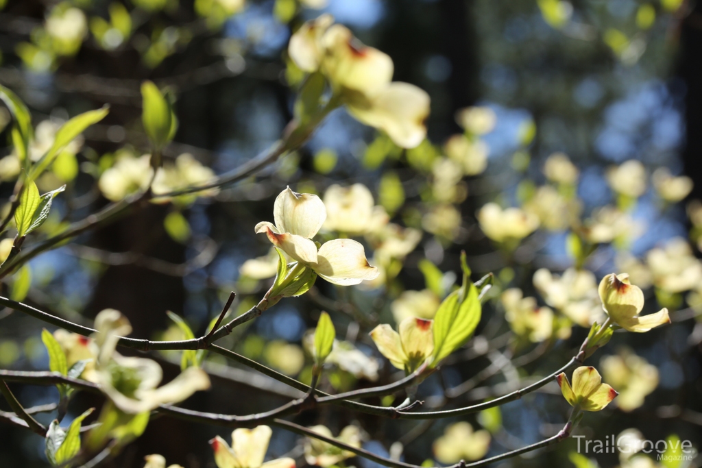 Robbers Cave Blooming Tree