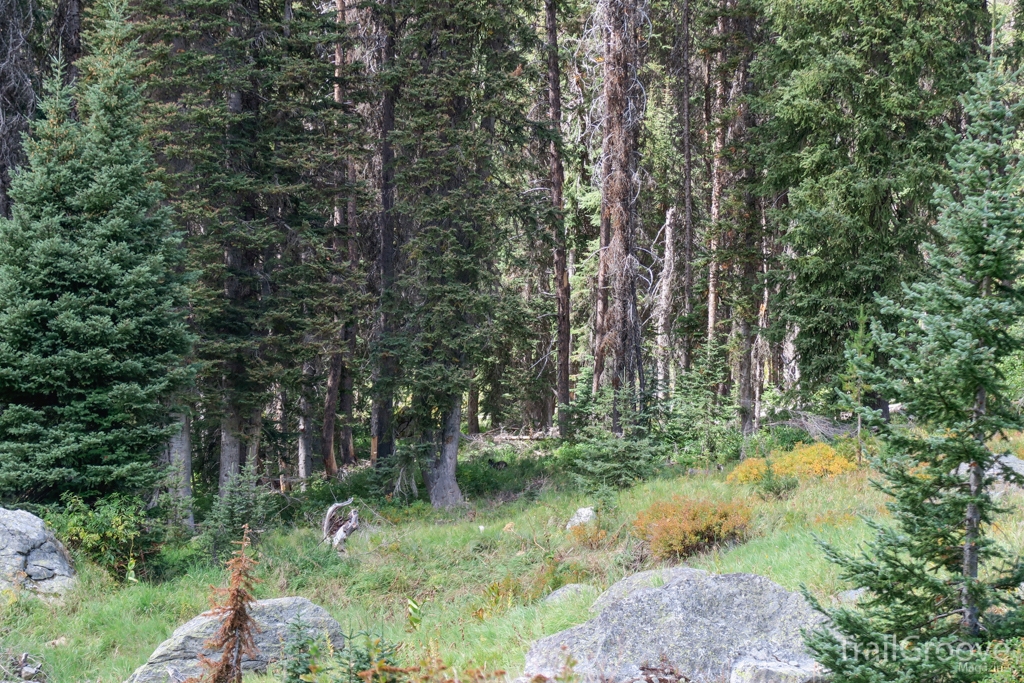 Grey Wolf seen while Backpacking Montana Wilderness