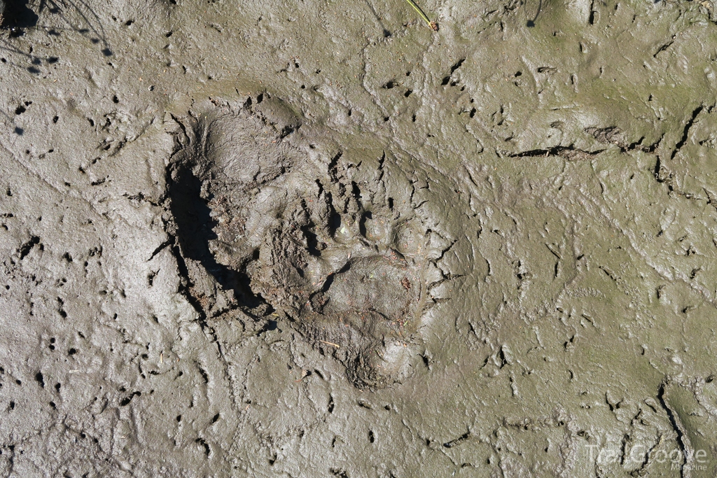 Bear Track in Olympic National Park