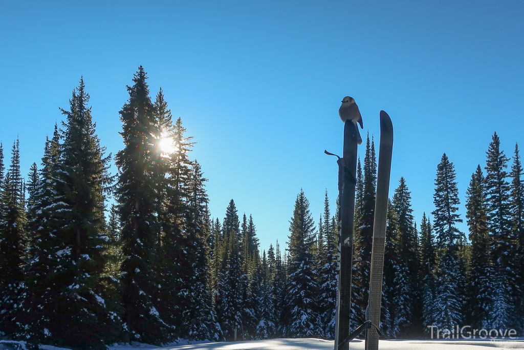 Ski Touring near Chief Joseph Pass Montana