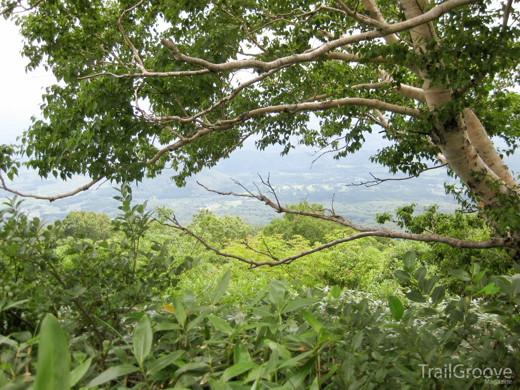 Mt. Iwaki - Hiking Through Forest