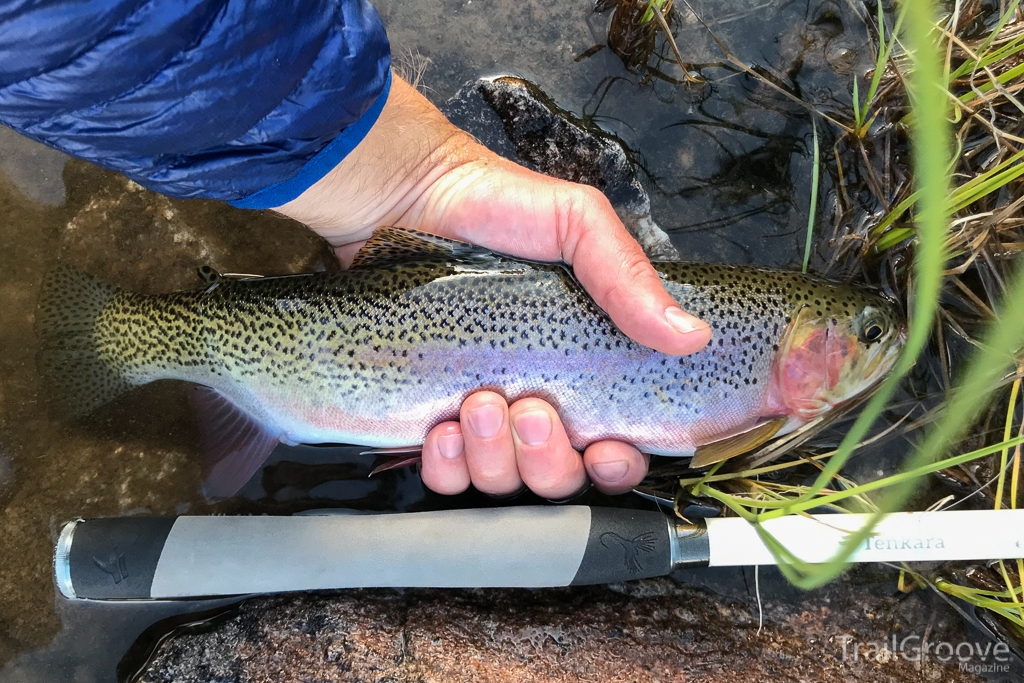 Rainbow Trout and Tenkara