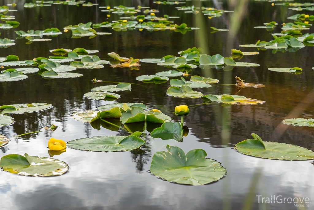 Backpacking Water Source and Filtration for Microorganisms, Biological, and Other Considerations