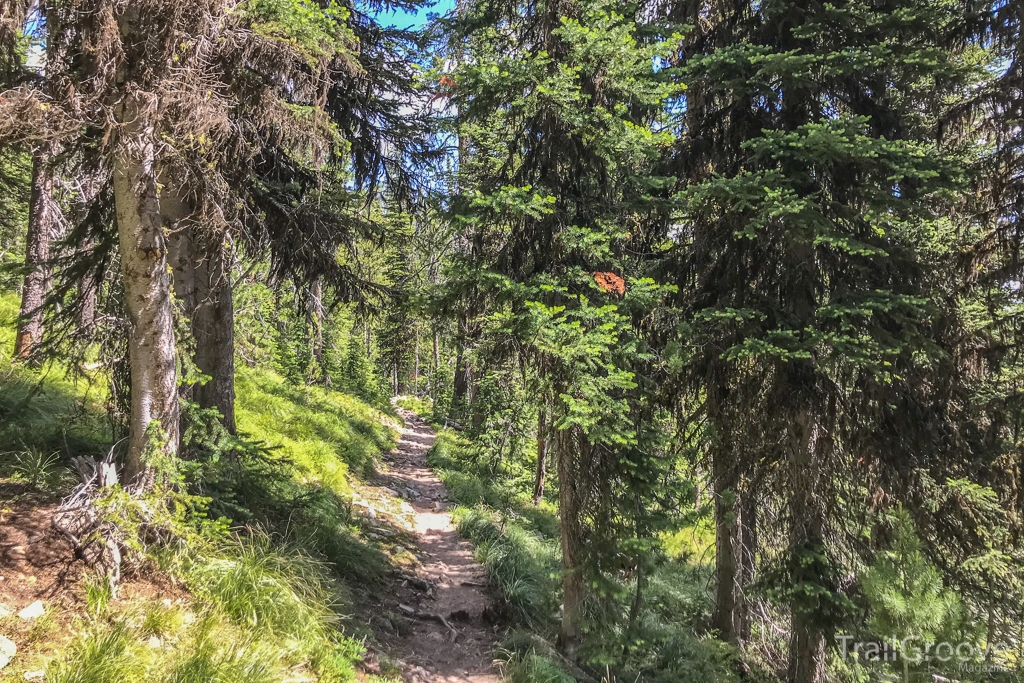 Hiking Trail in Montana's Sapphire Mountains