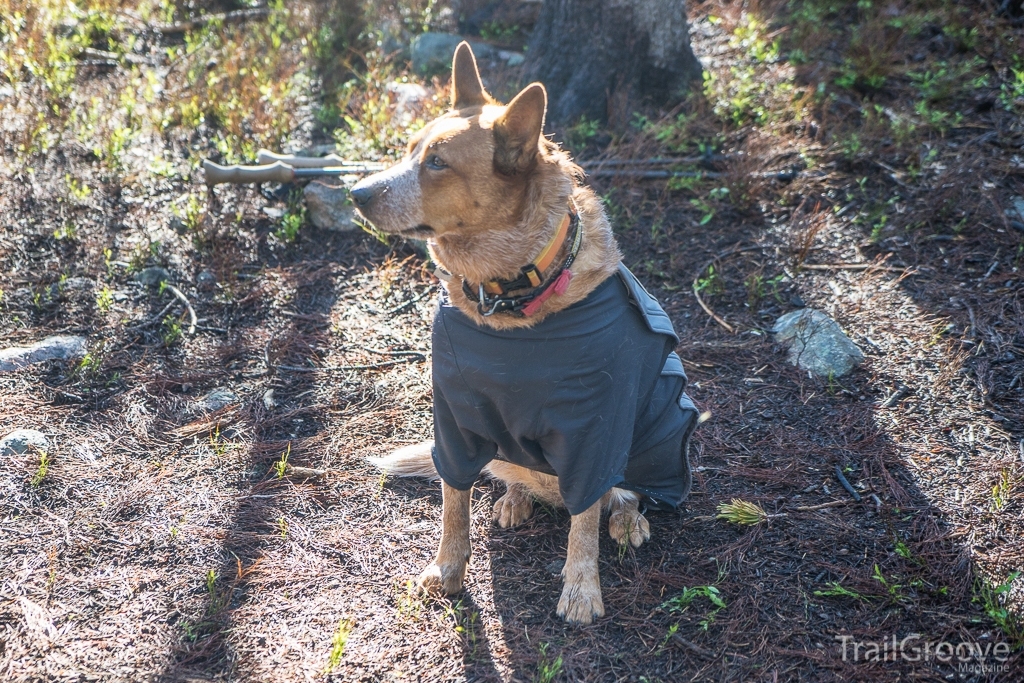 Ruffwear Cloud Chaser Dog Jacket Review