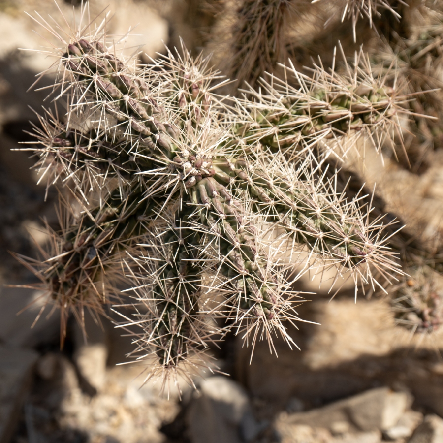 The rare Silverspine Cholla.JPG