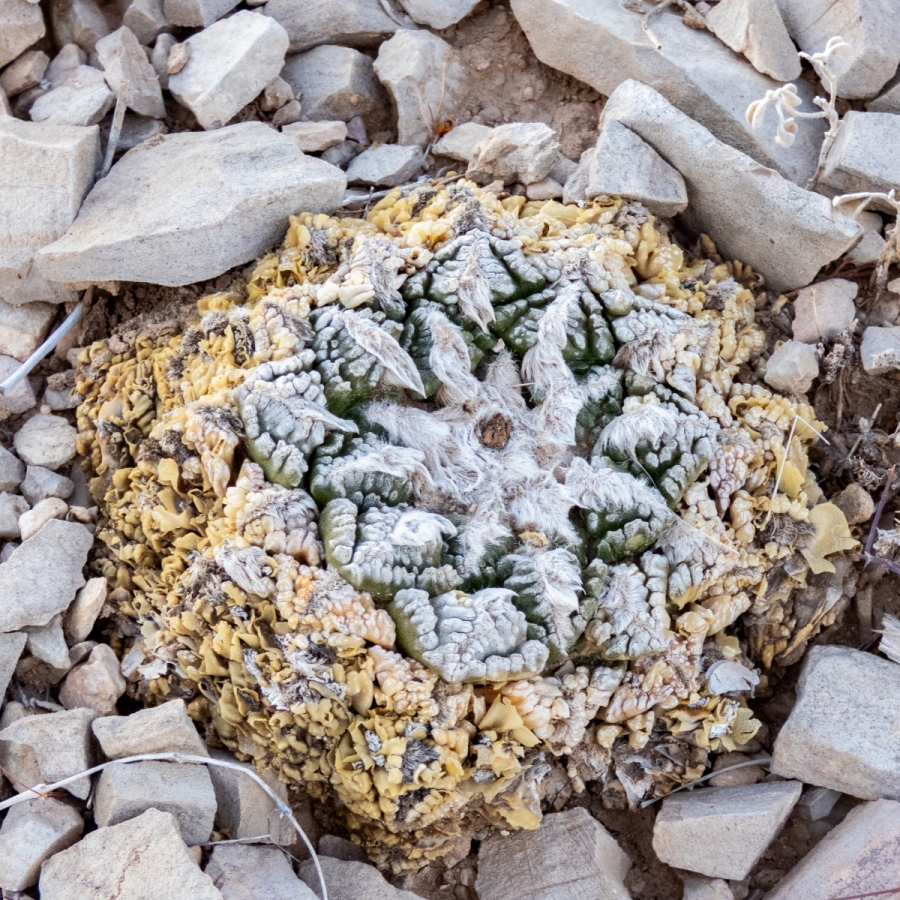 LIVING rOCK cACTUS.JPG