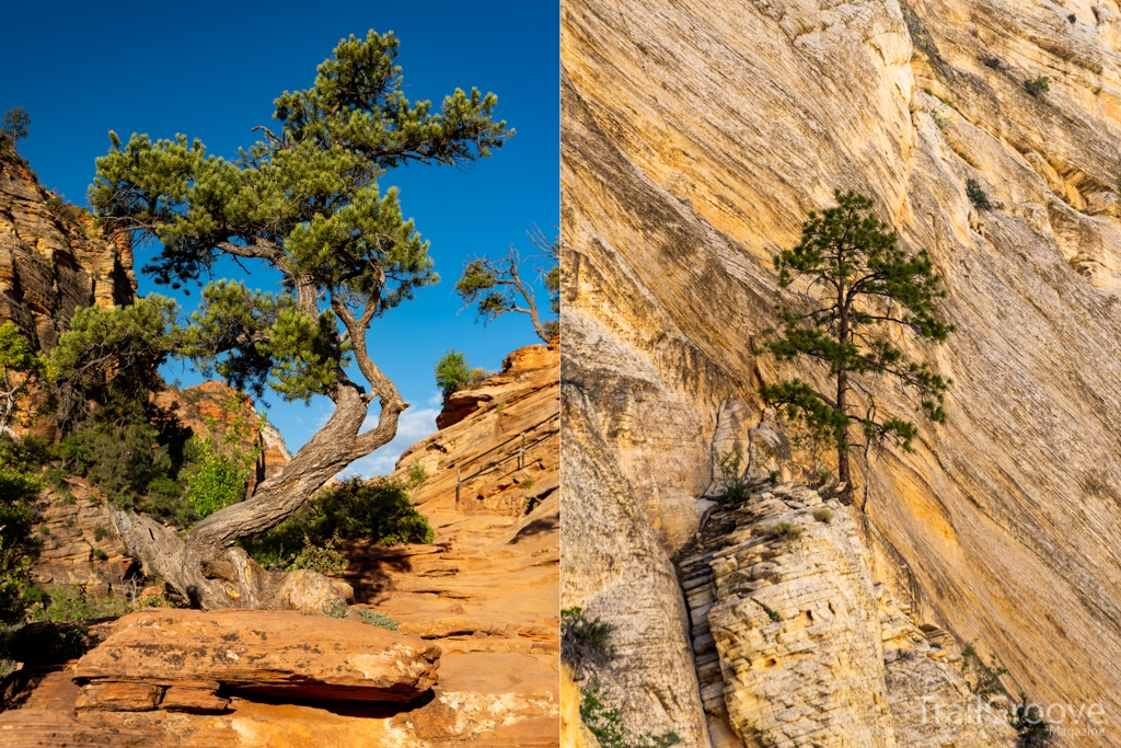 Canyon Overlook and Many Pools Day Hikes in Zion
