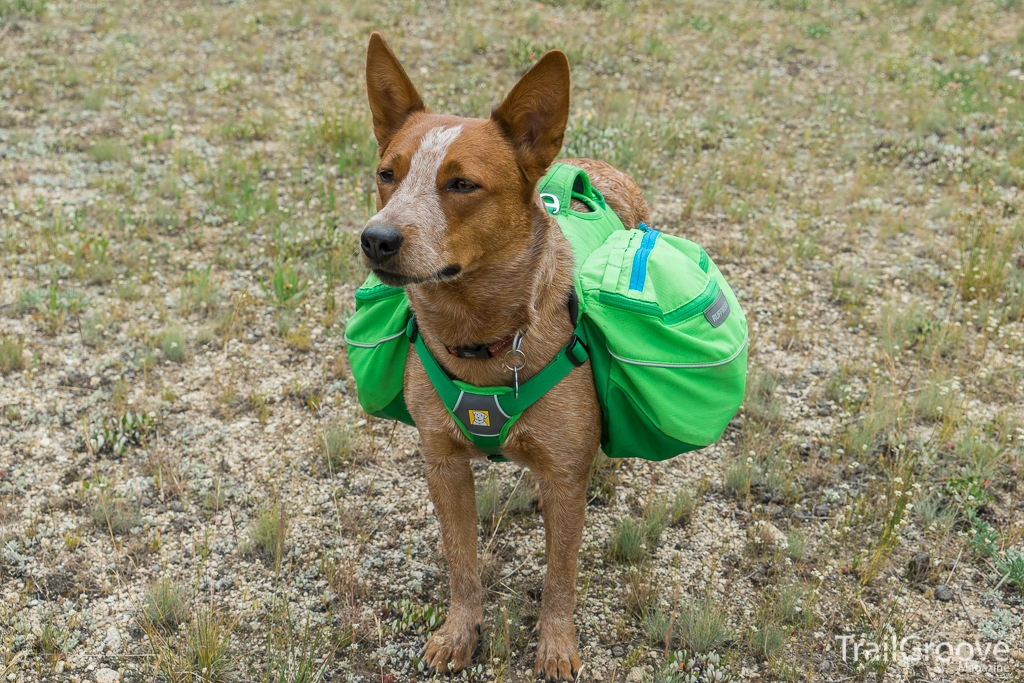 Ruffwear Approach Dog Pack: A 15 Year Review – TrailGroove Blog