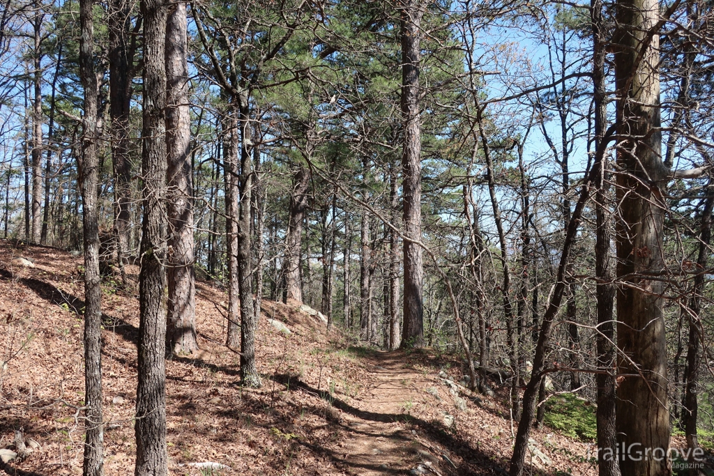 Pines dominated the western half of the Ouachita Trail, providing a splash of color in the higher elevations, where spring had not yet sprung