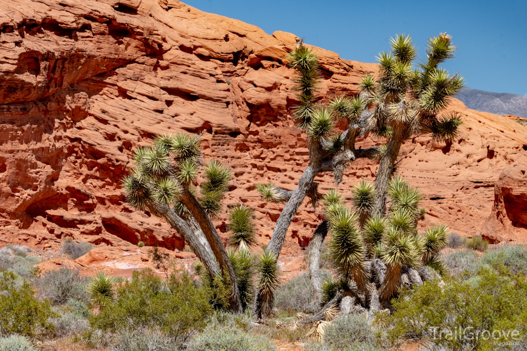 Joshua Trees and Holey Rock - Gold Butte and More