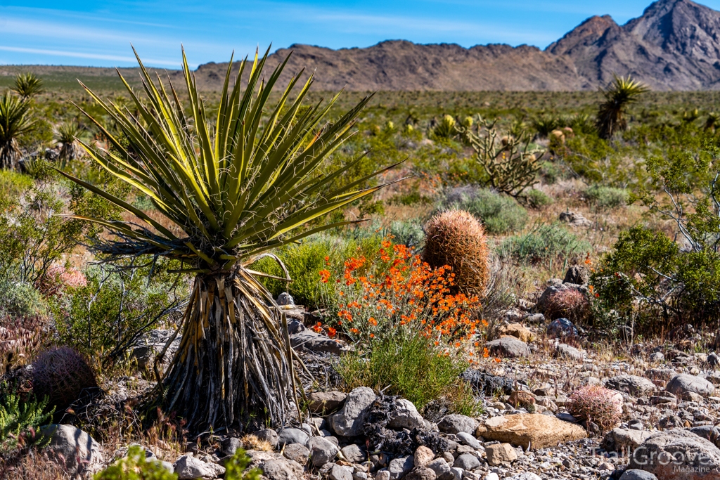 Cacti, Agave, and Blooms in Gold Butte National Monument