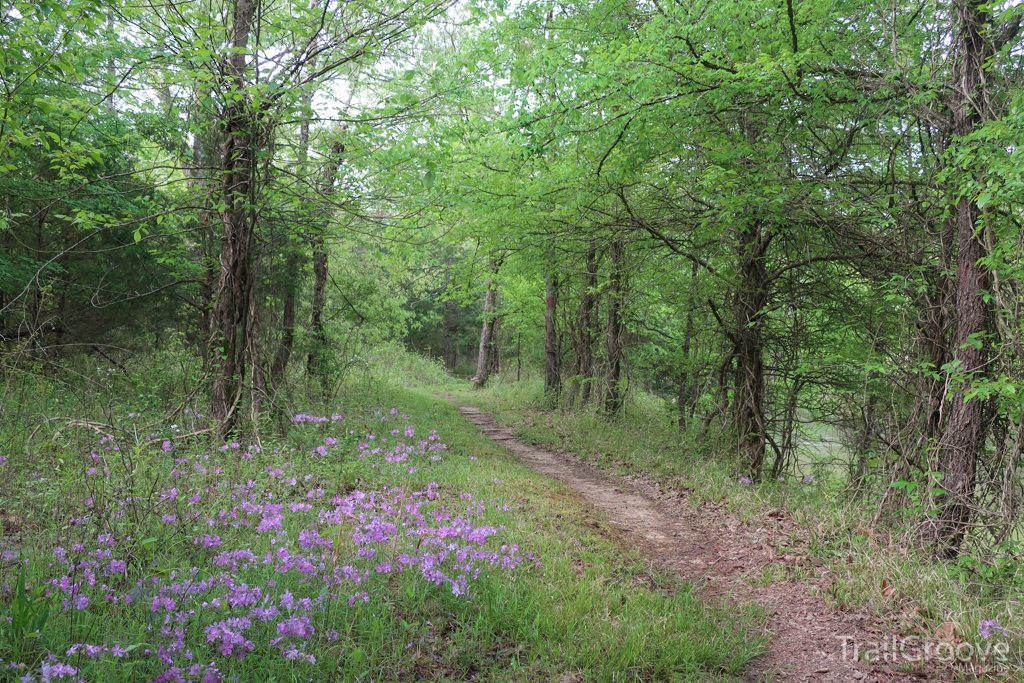 Beautiful wildflowers were a constant companion on the Ouachita Trail in early April