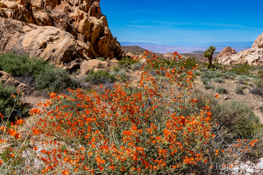 Globemallow and view, Whitney Pocket
