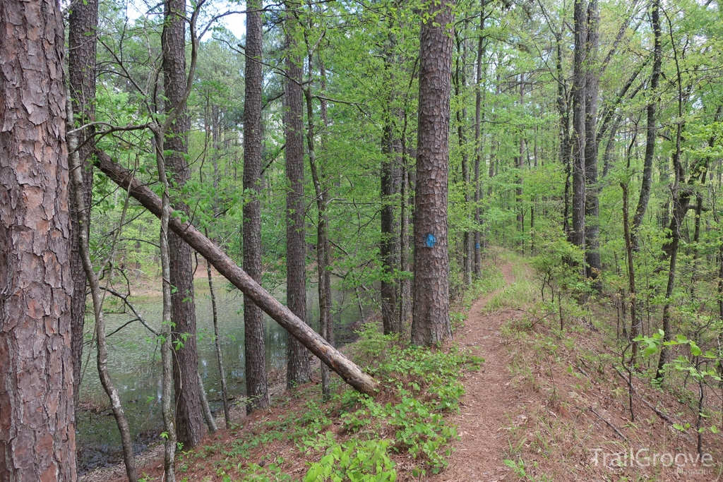 Blue Blaze and the Ouachita Trail