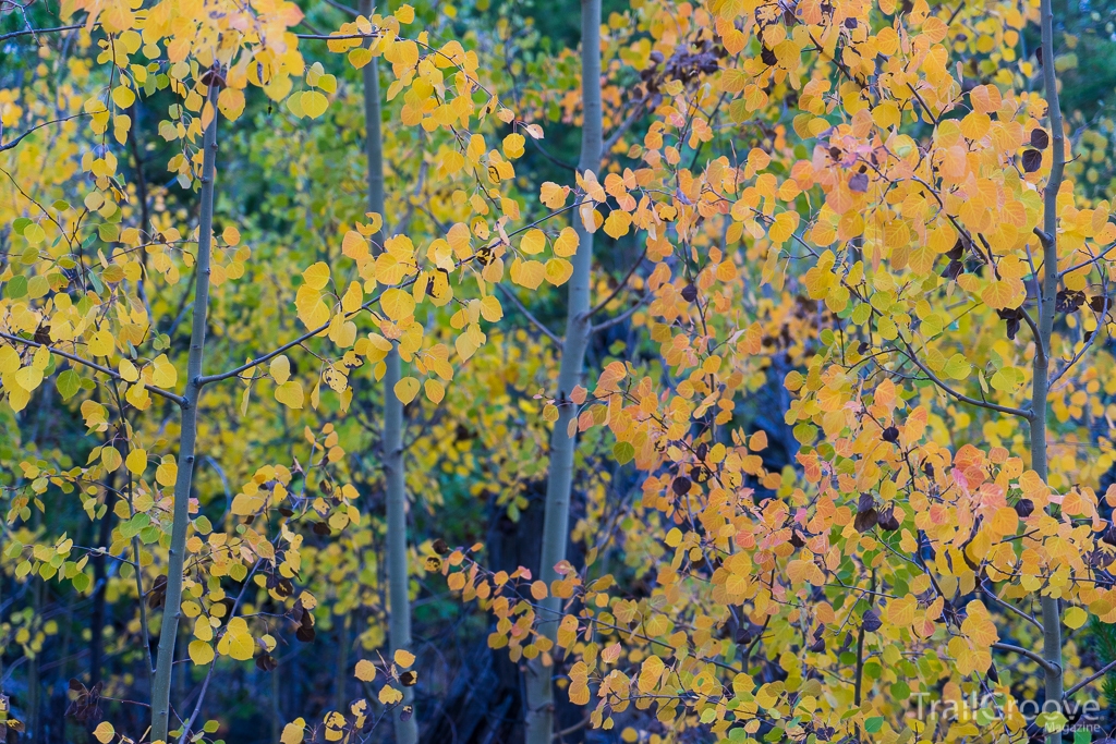 Using Smartphones and Apps while Hiking & Backpacking