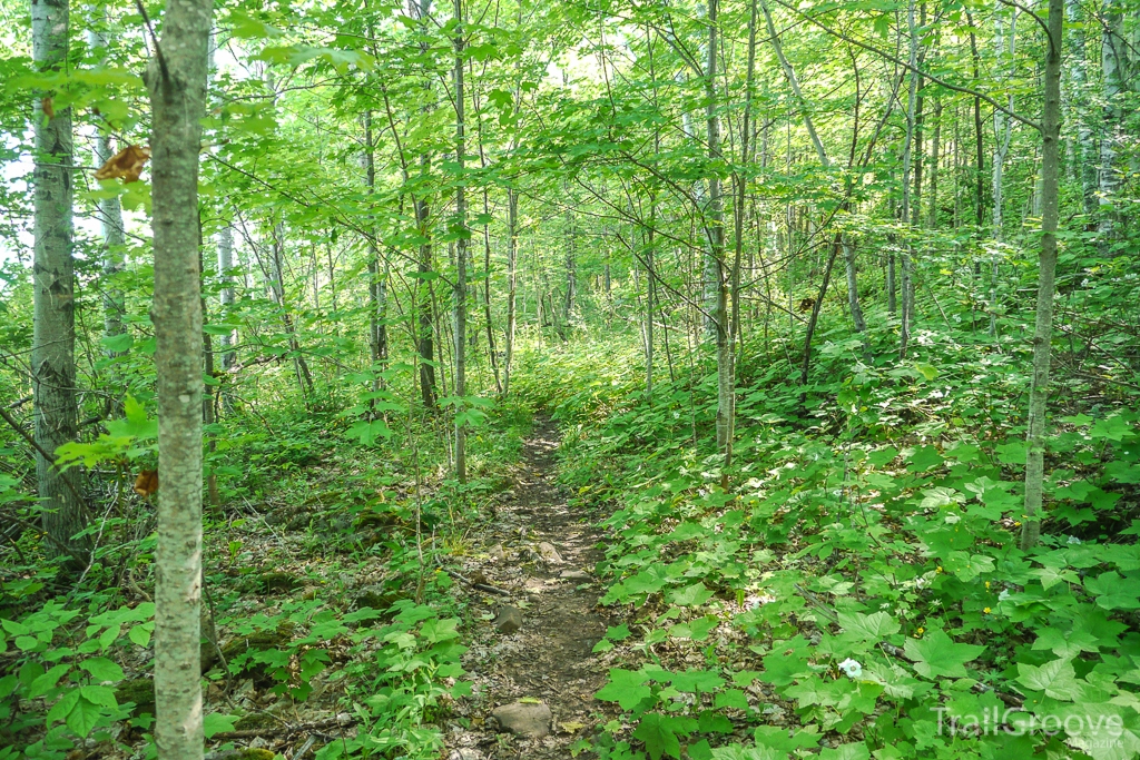 Hiking Trail in Mosquito Season