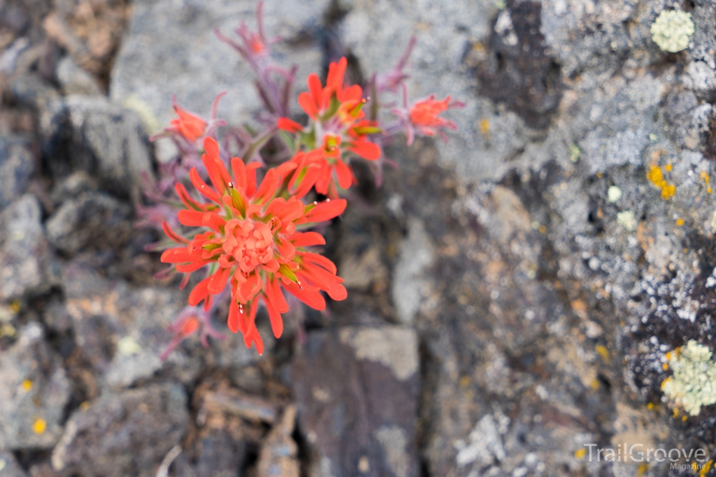 Wildflower Season Hiking & Backpacking
