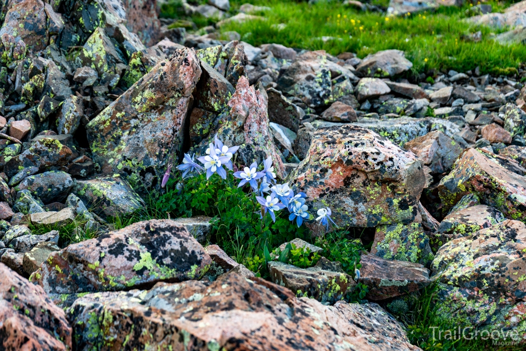 Columbines and lichens on the granite below Wheeler Peak